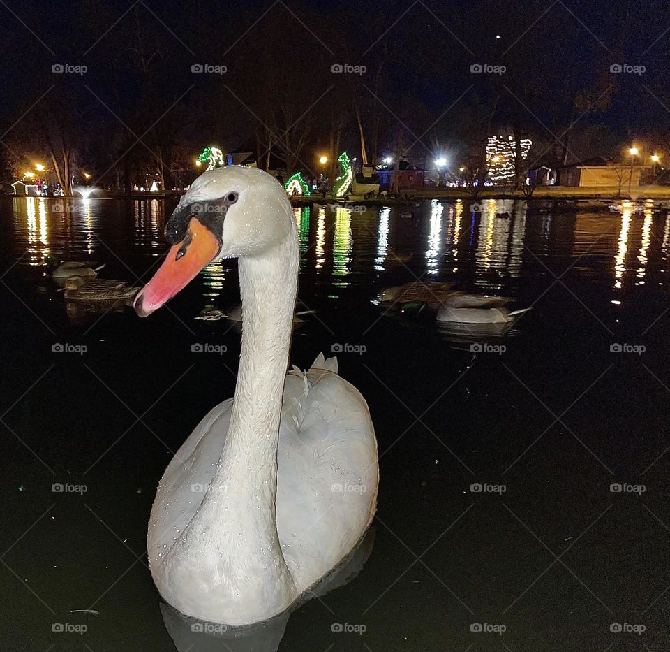  very fond of this swan swimming on the pond.  Christmas time at Gypsy Hill Park, Staunton Virginia 