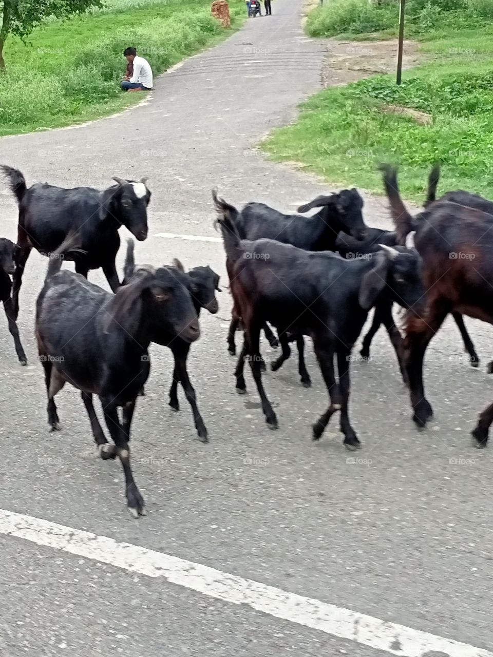 goat on the road