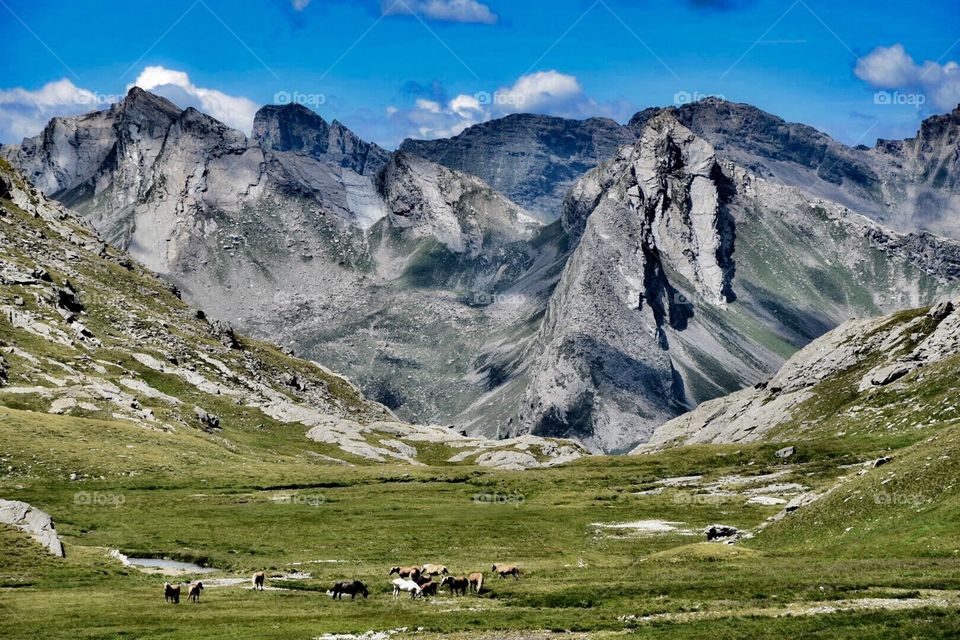 alps, hiking, horse, alpine, mountains