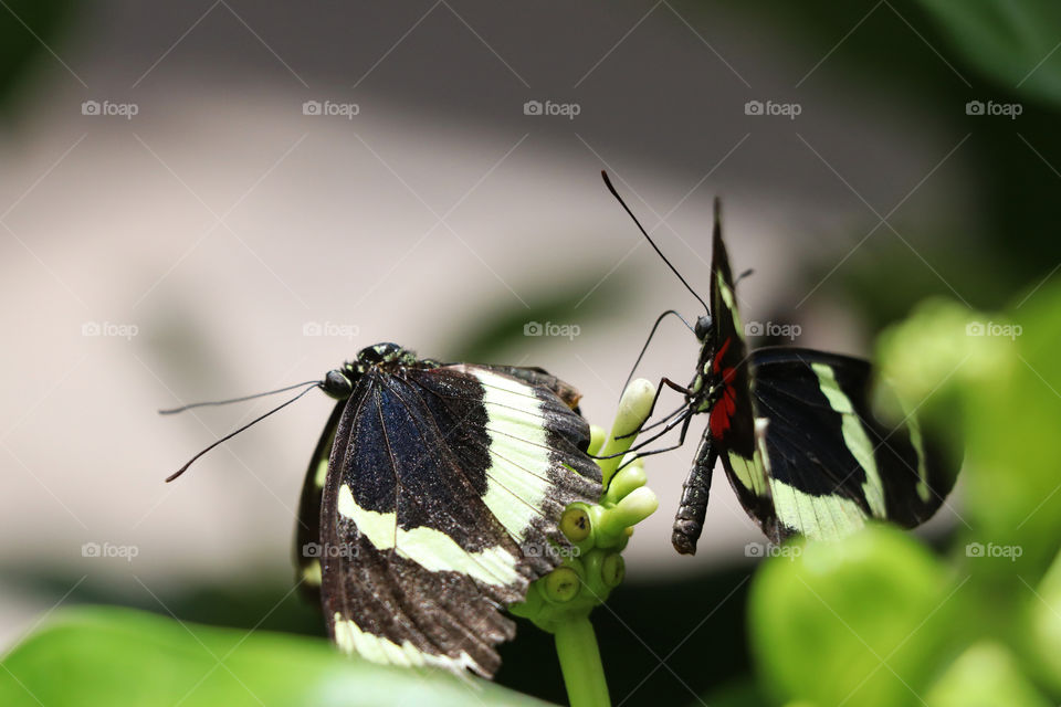 Two butterflies sitting on a plant