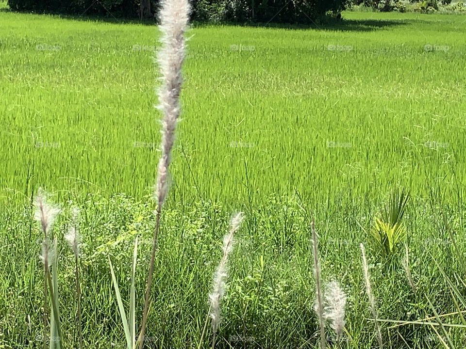 The stories of the rice field, Countryside 