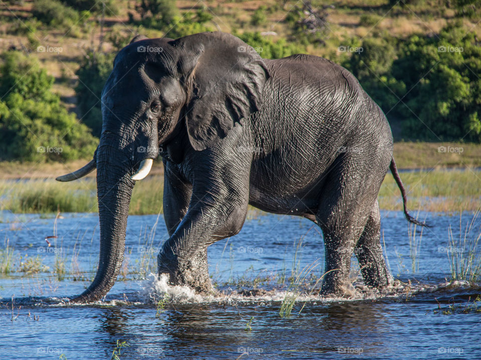 Elephants 