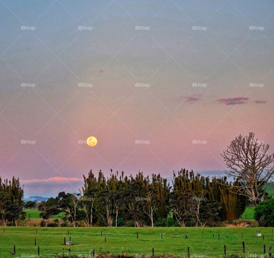 New Zealand Full Moon Rising. Full moon rising in a pink spring sky.