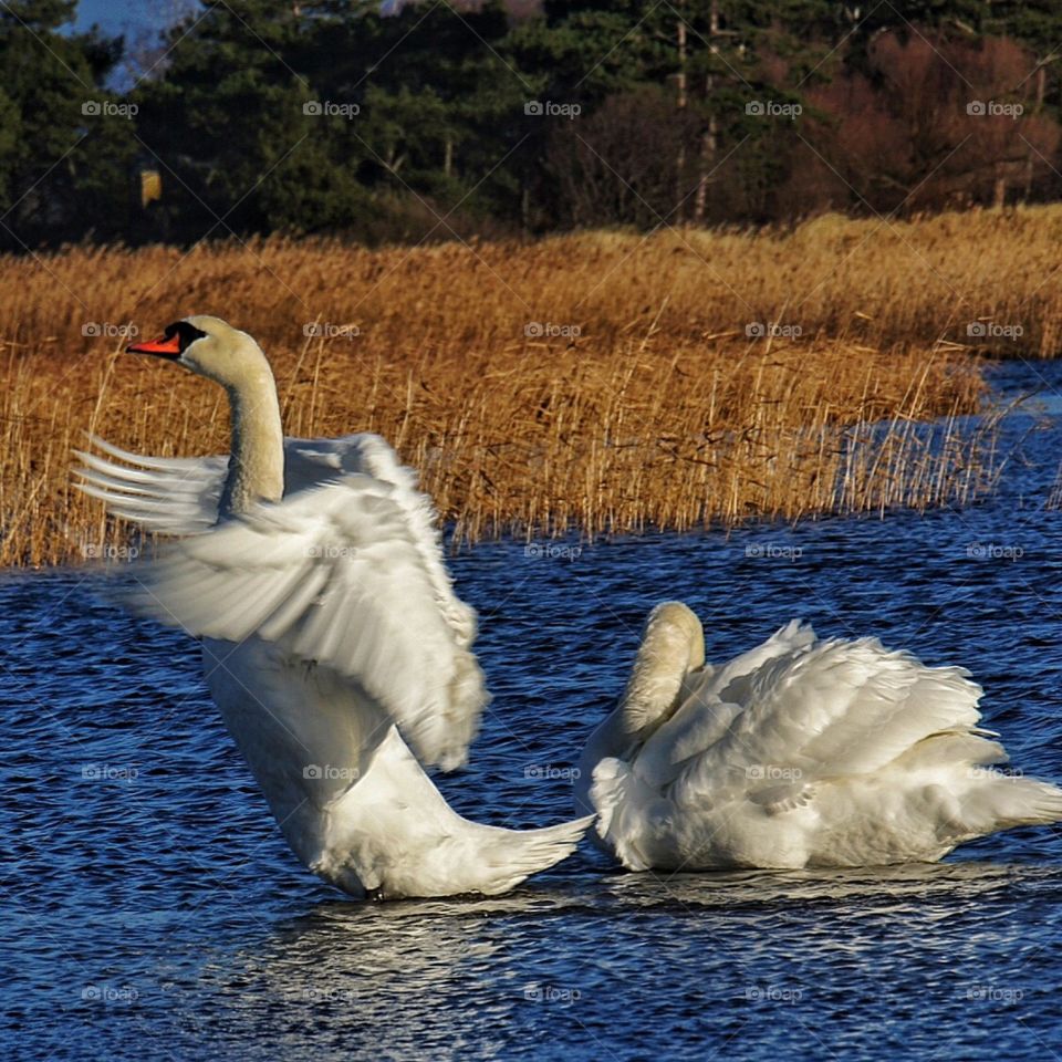 Swan flapping wings