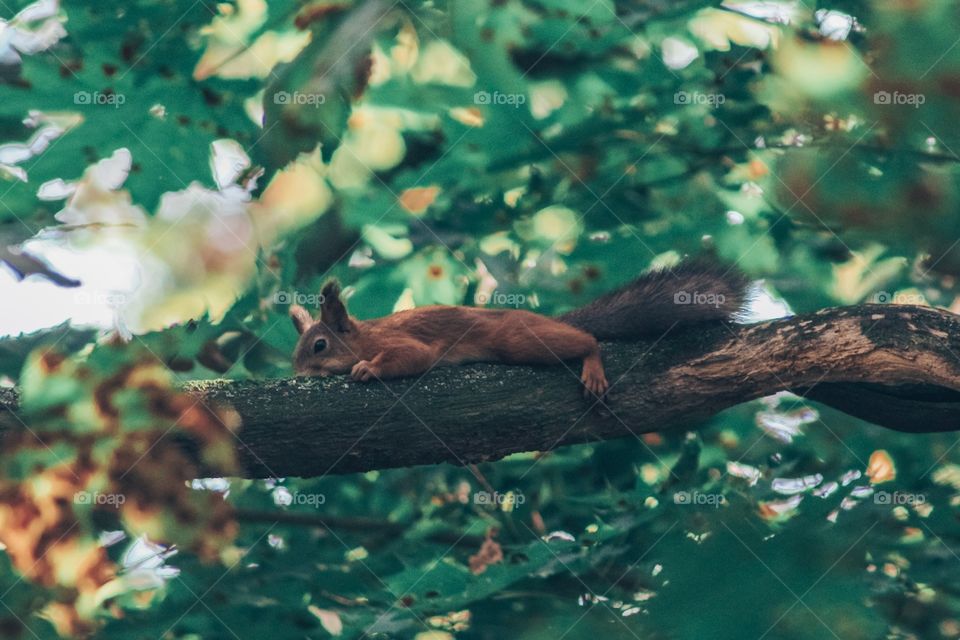 Autumn. Squirrels know a lot about rest