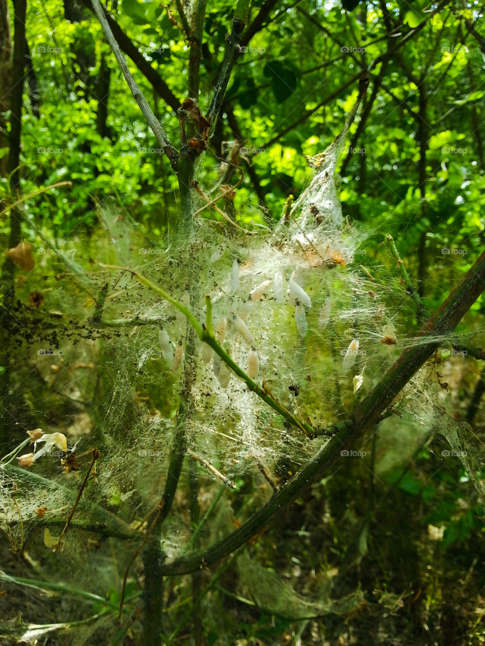 Spider larvae on the web