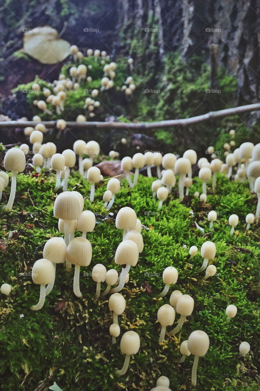small mushrooms