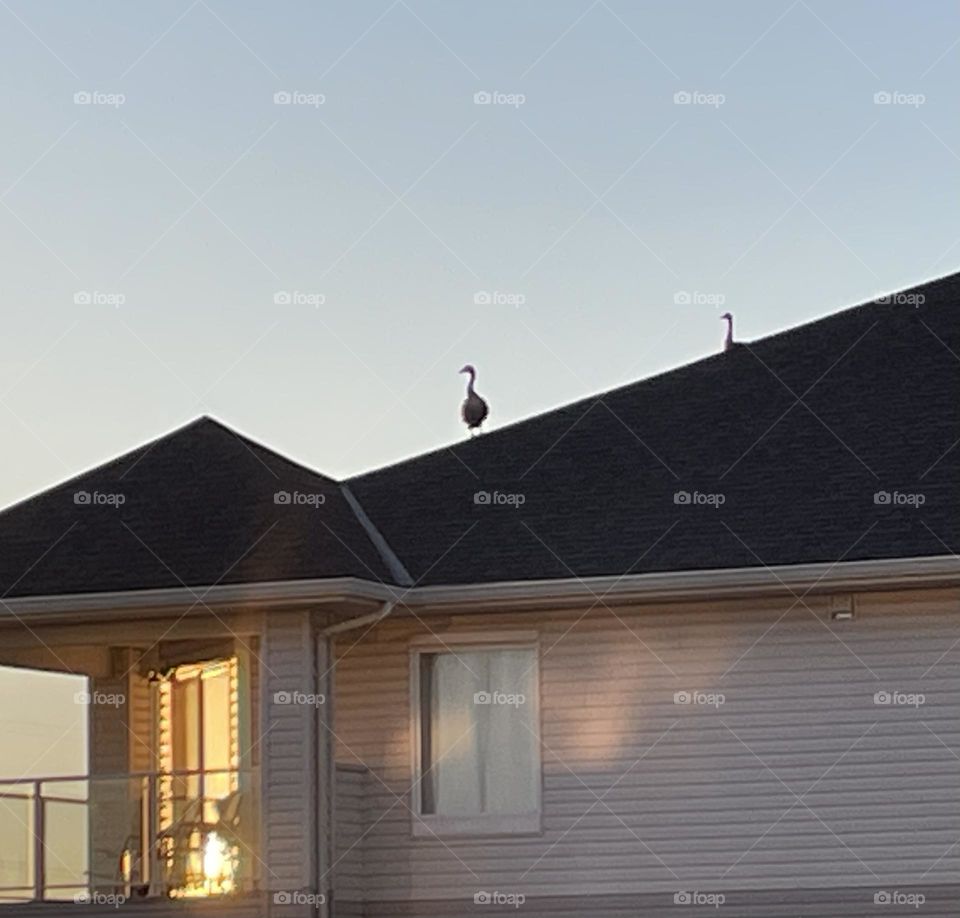 2 Wild Canadian geese, enjoying the sunrise, suntanning in an unusual spot, on top of a building 4 stories high, in Medicine Hat, Alberta, Canada, taken with my iPhone 12.