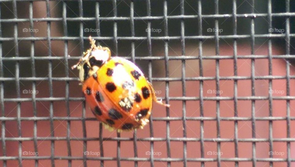 Ladybug 