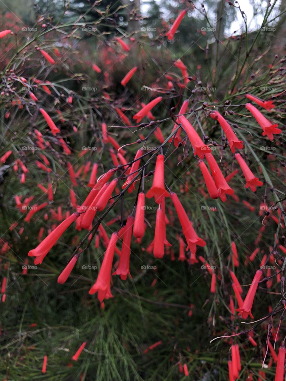 Red flower but not Rose