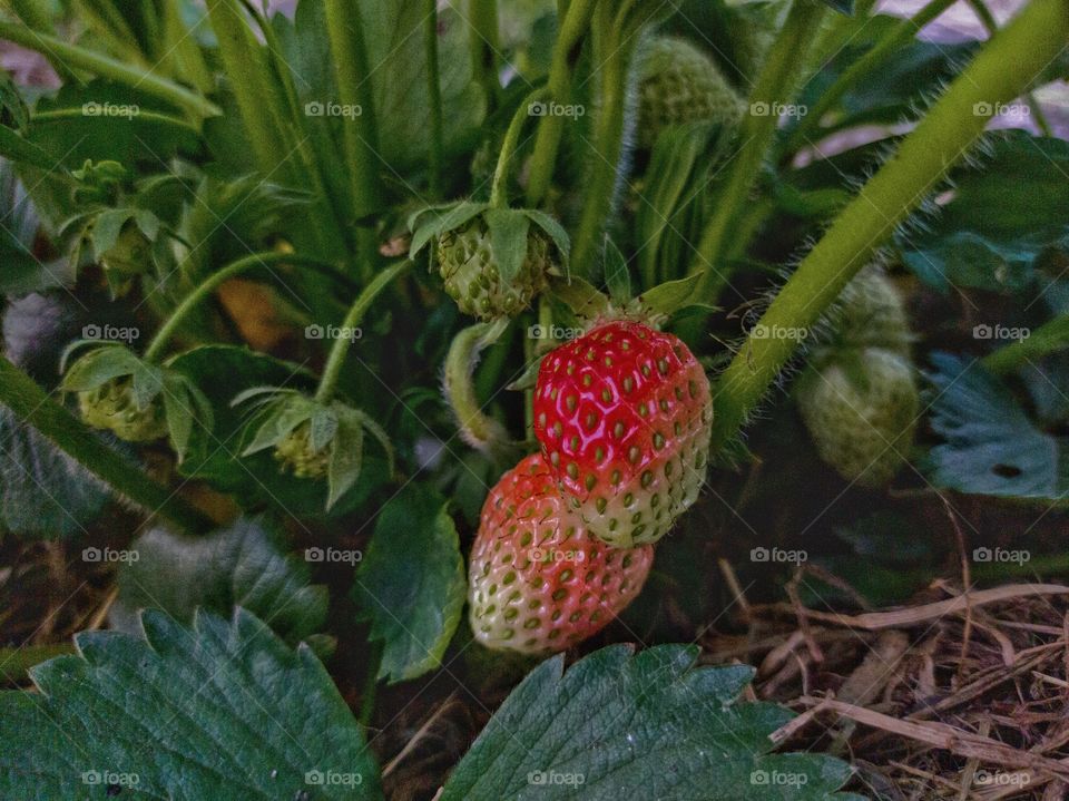 The first ripe strawberries. garden.