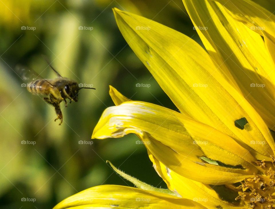 Honey bee coming in for a landing