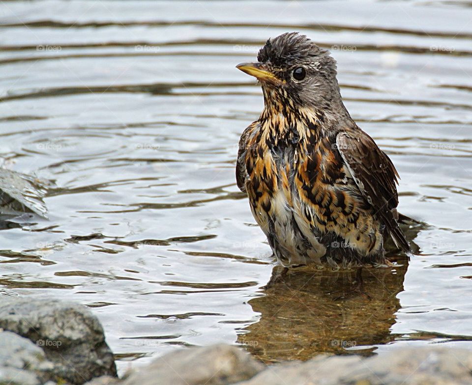 Fieldfare taking a bath