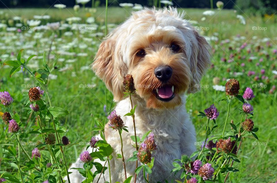 Portrait of dog