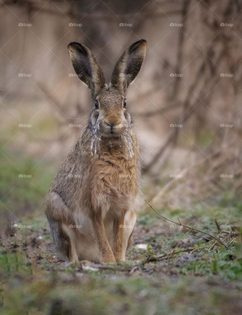 The rabbit with the frozen mustache