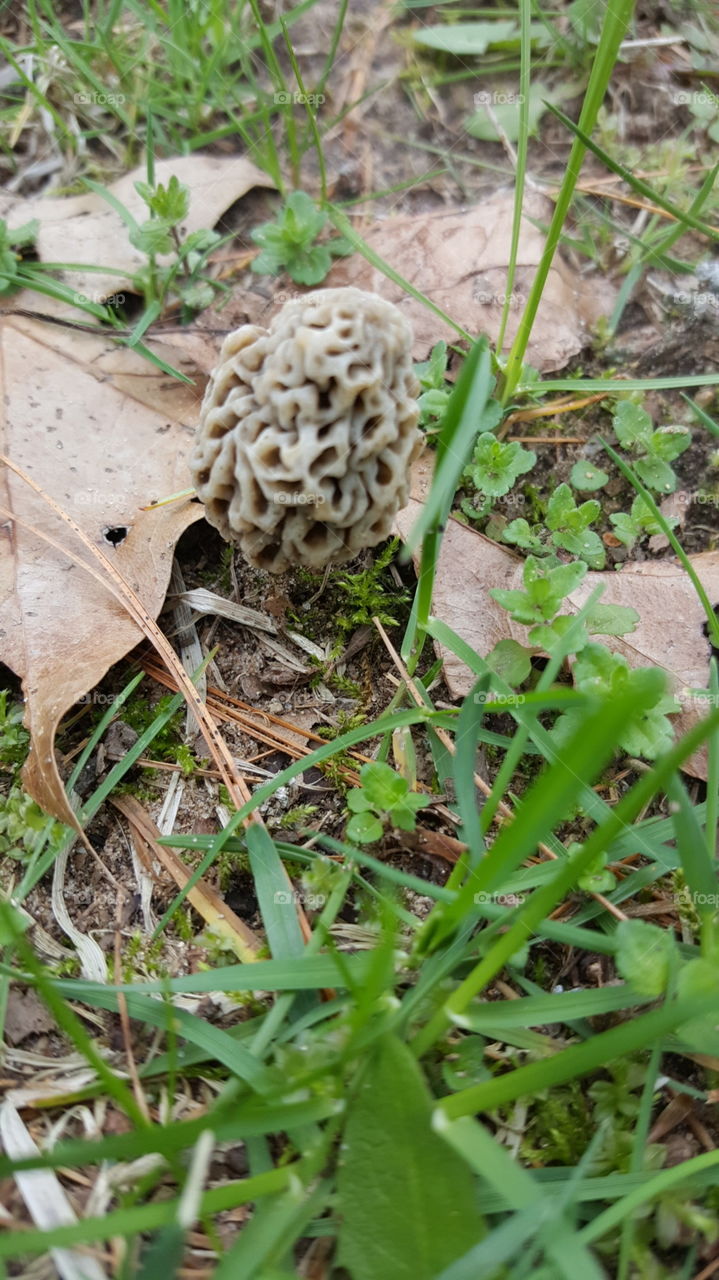 Spring morel mushroom