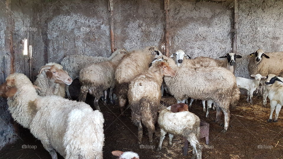 Sheeps Morocco