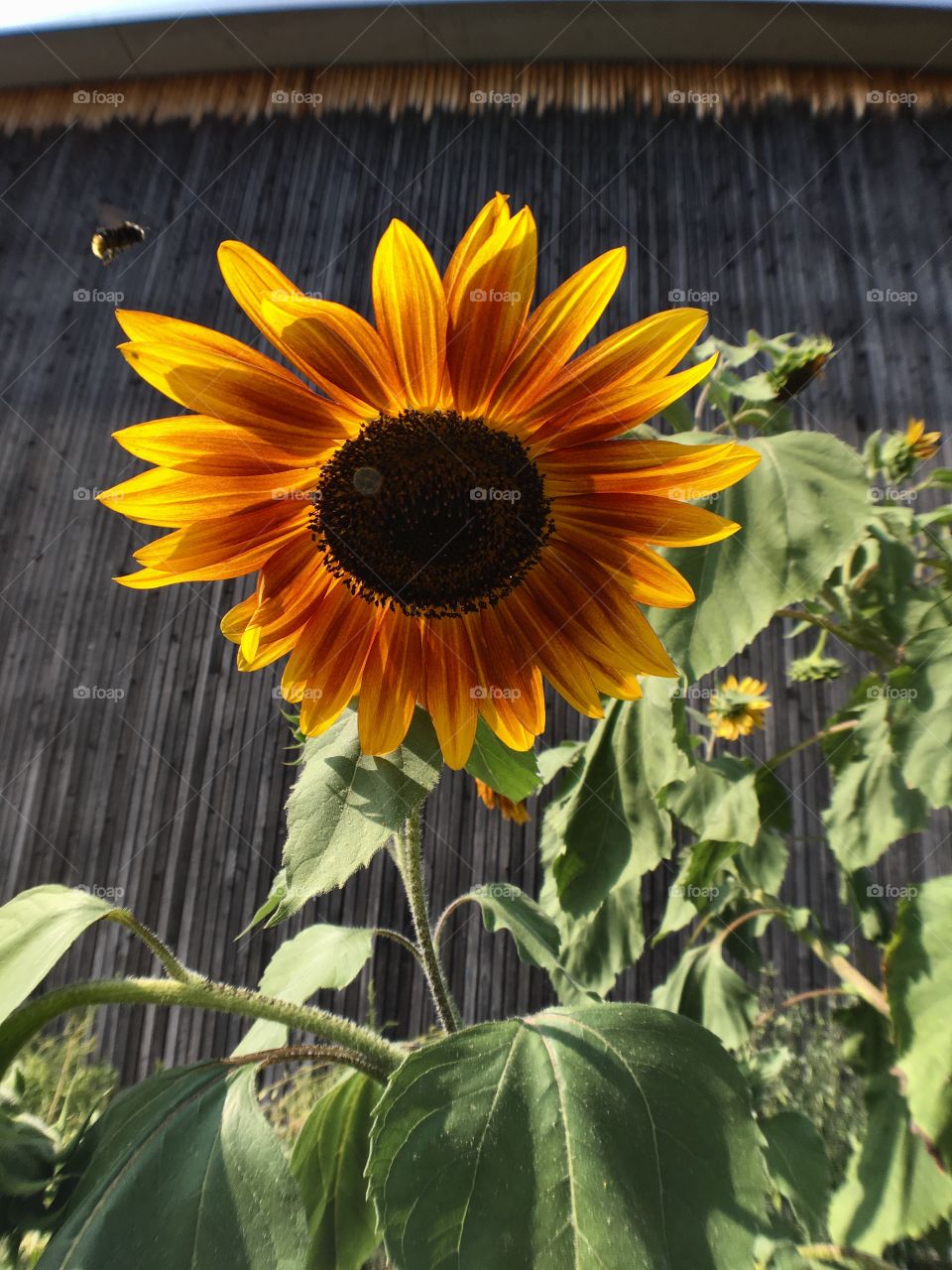Sunflower & bee flying 