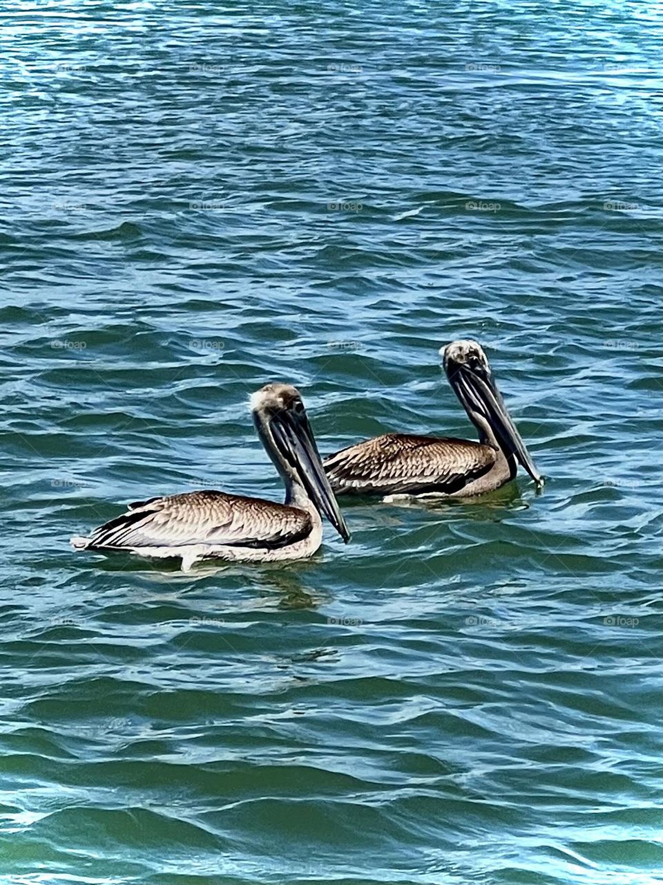 Editor’s choice. Two pelicans enjoying their swim as we float by on the boat in the Houston ship channel. 