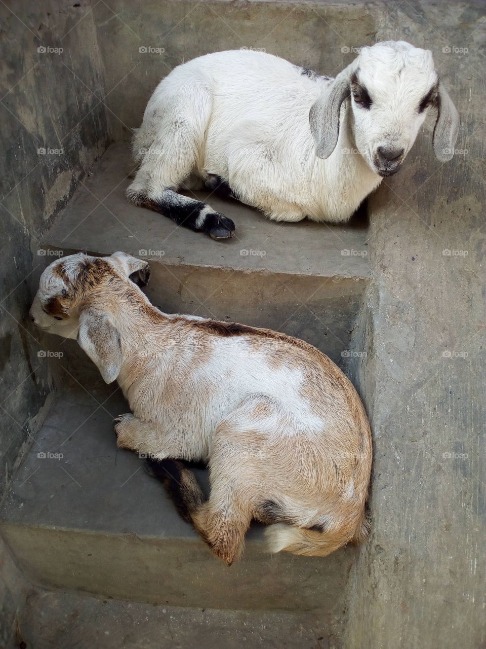 Baby goats sitting on the steps