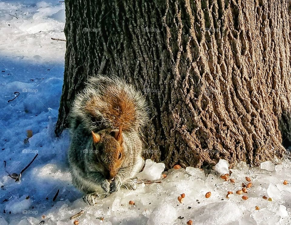 winter squirrel