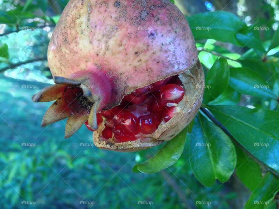 Split sighted pomegranate