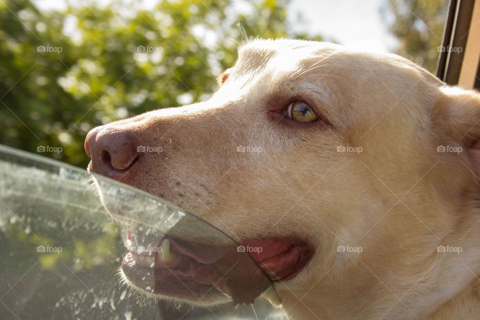 Cutie lab 