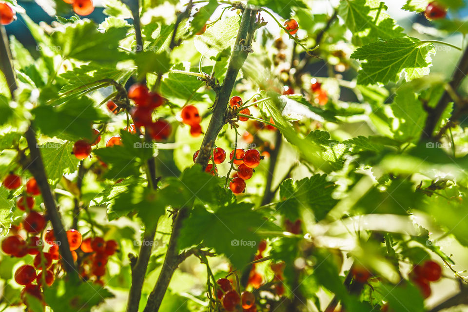 Red currants