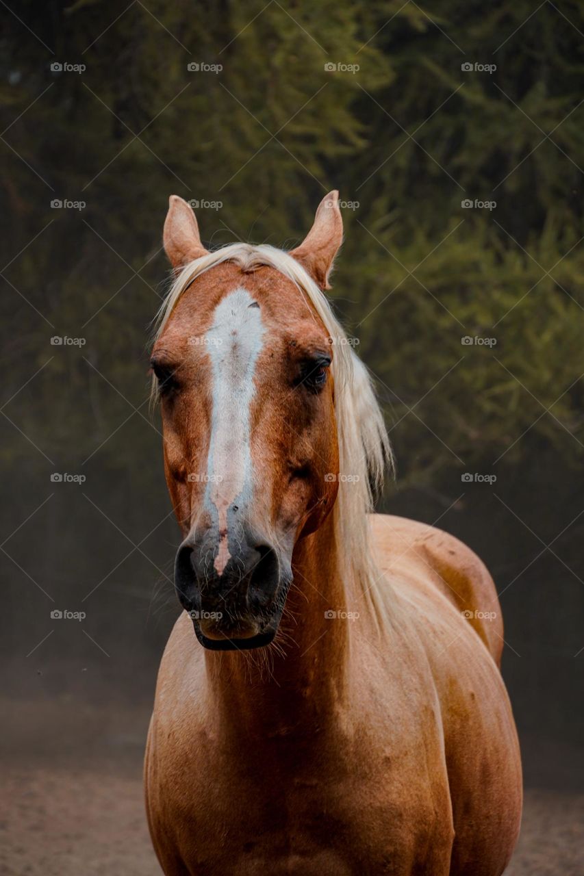 Cute brown horse 