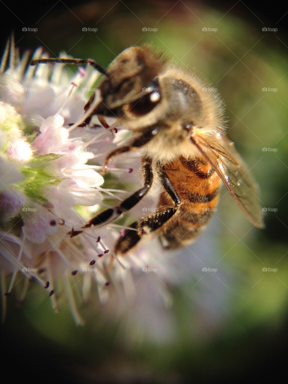 Close-up of a bee pollinating flower