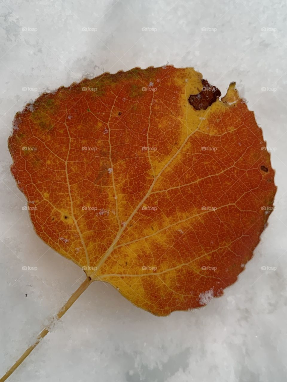 Closeup of a leaf on snow 