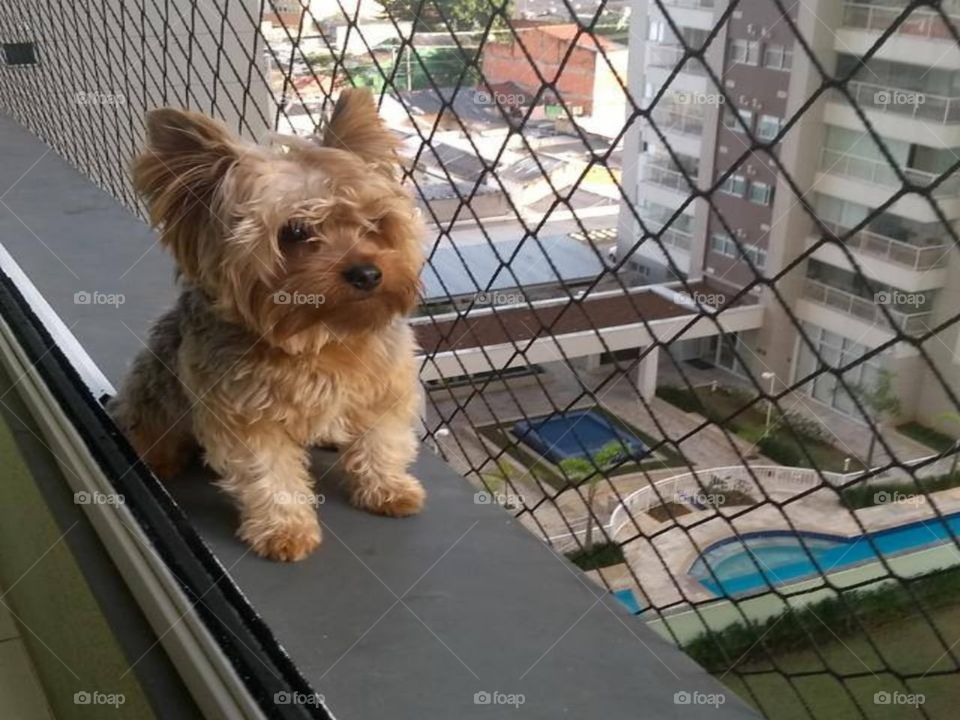 Dog on the balcony.