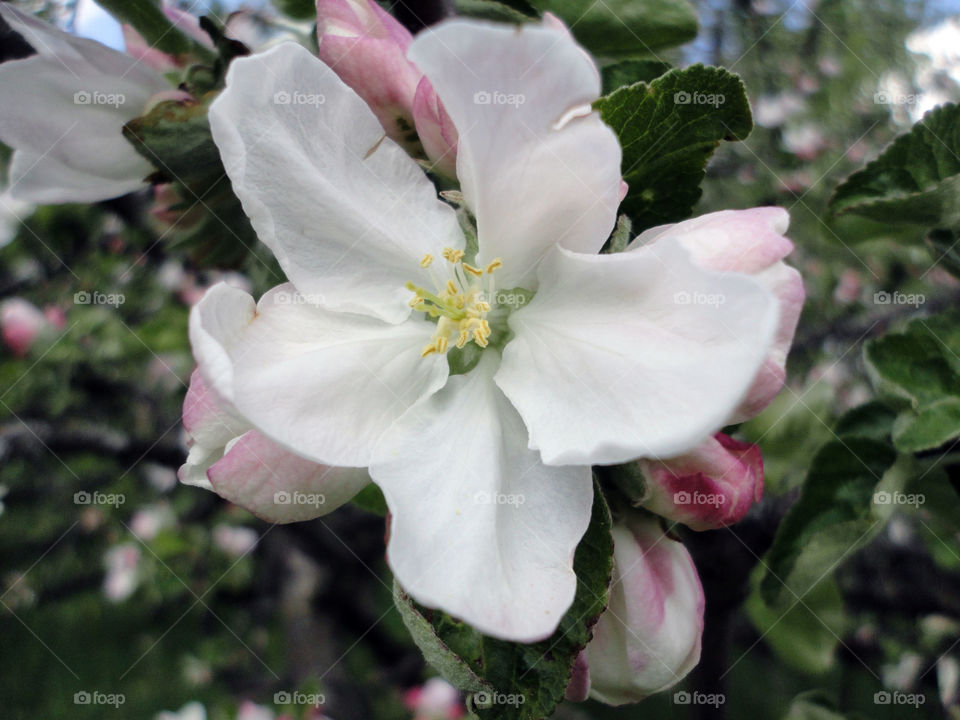 Flower, Leaf, Nature, Flora, Tree