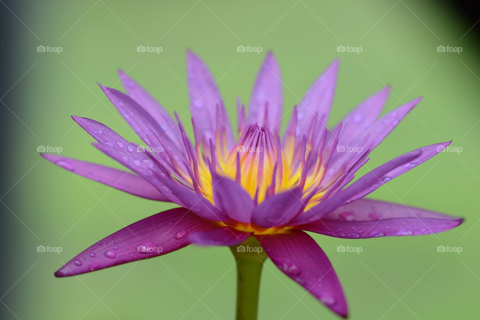 Purple lotus flower at a park 