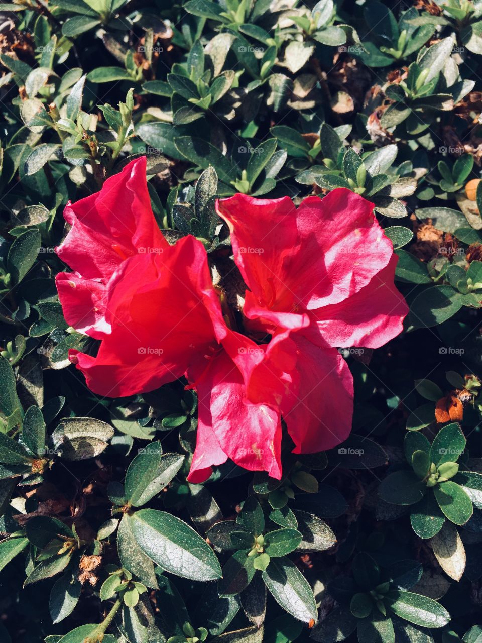 🌺Fim de #cooper!
Suado, cansado e feliz, curtindo a beleza das #flores e alongando junto à #Azaléia vermelha.
🏁 🙆‍♂️ 
#corrida
#running
#flowers
#CorujãoDaMadrugada
#alvorada
#flor