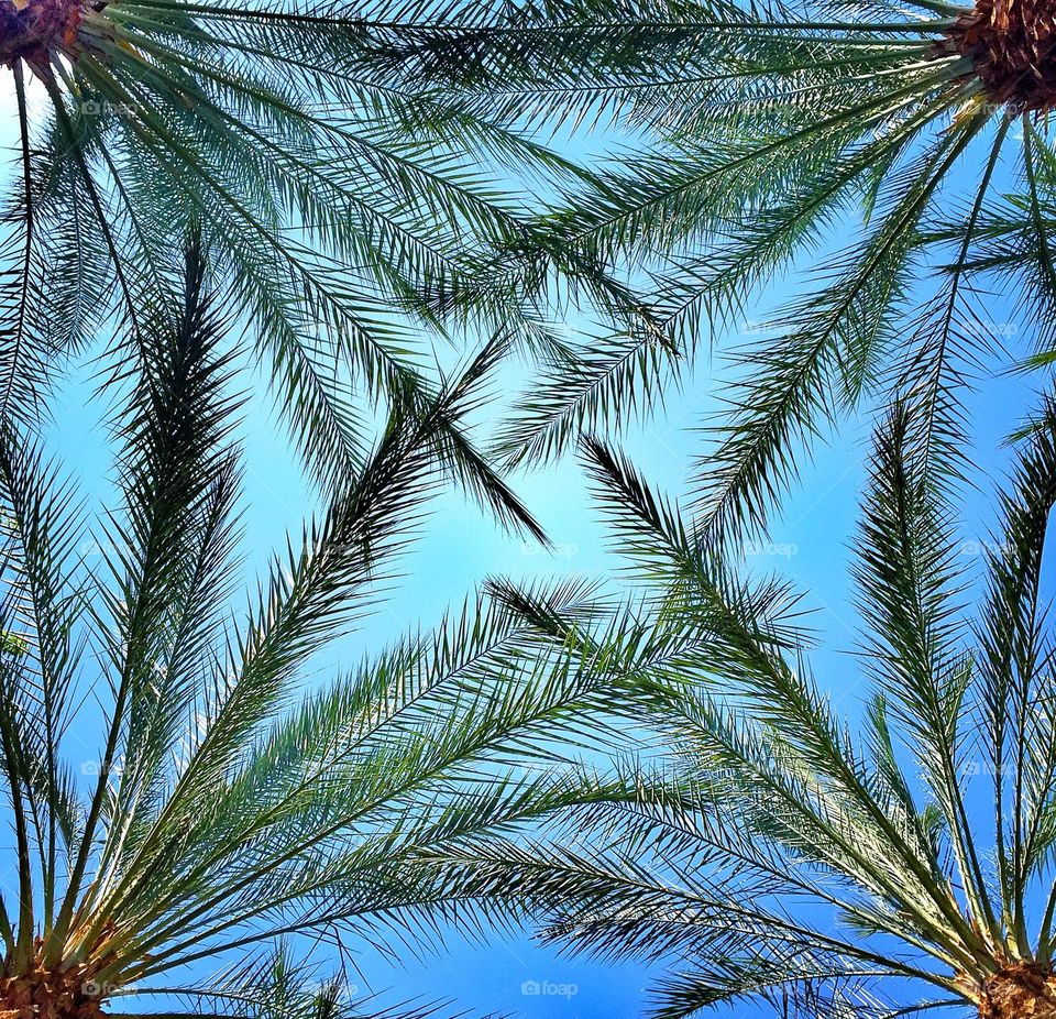 Overhead view of coconut palm tree