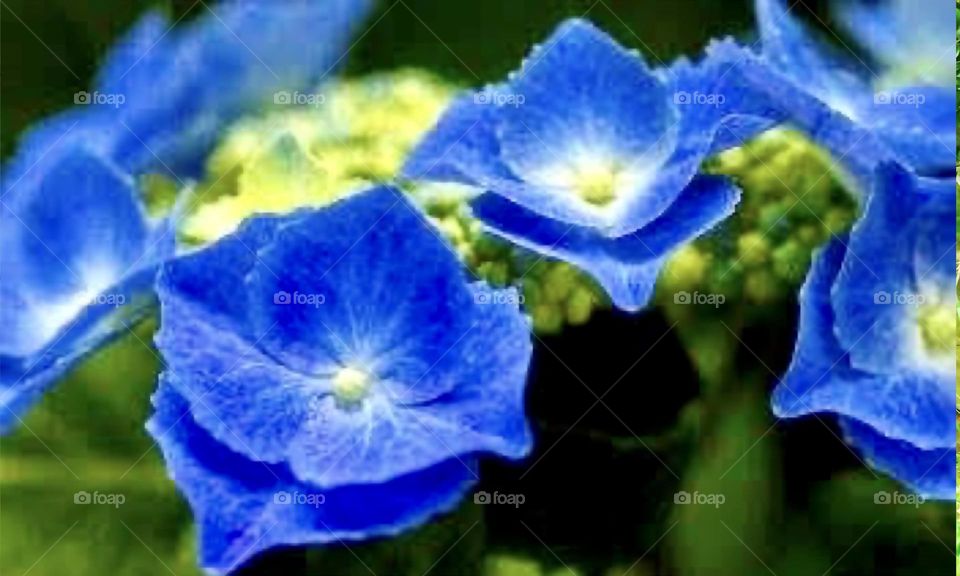 Blue Flowers 