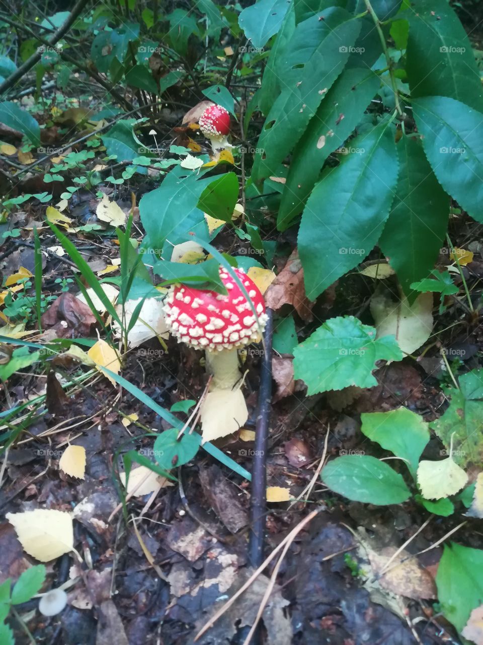 Toadstool