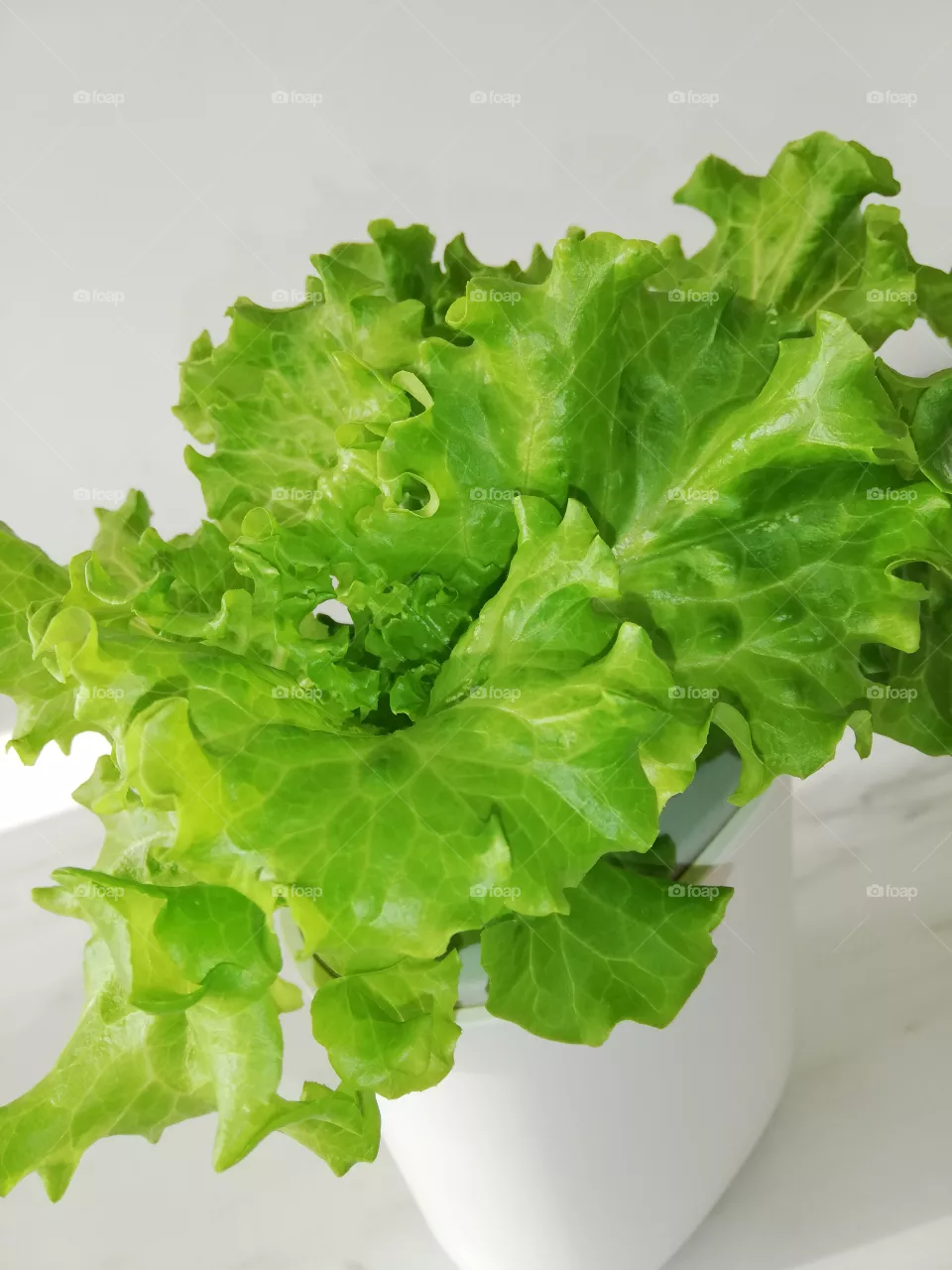 Une salade verte d'intérieur.