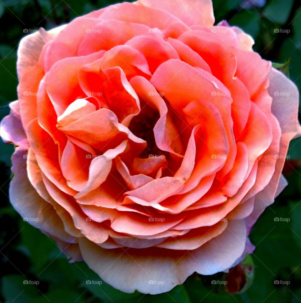 Beautiful blooming rose