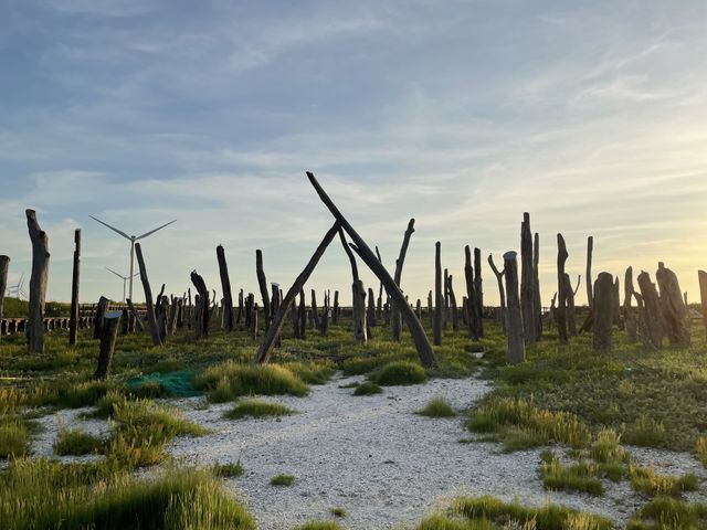 The art of driftwood