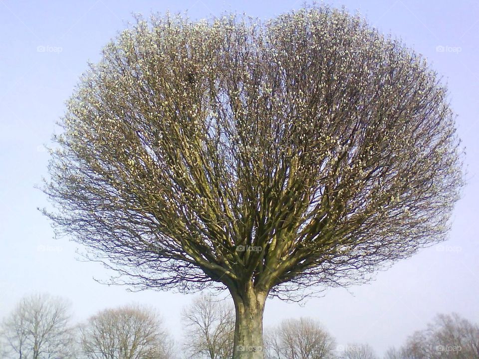 Spring tree
