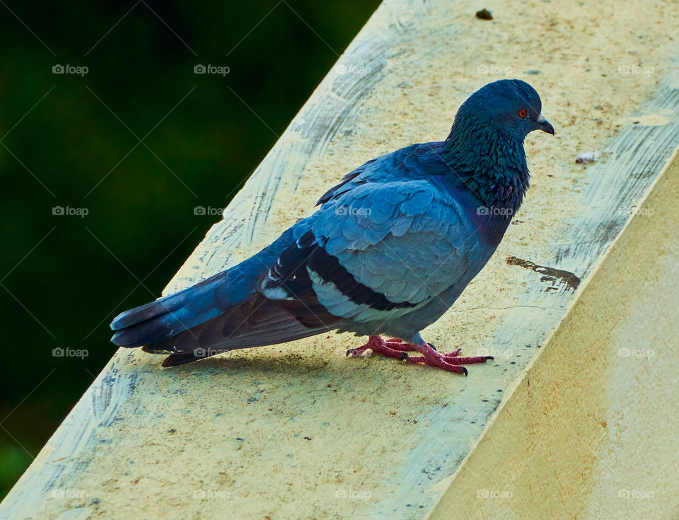 Bird photography  - Dove