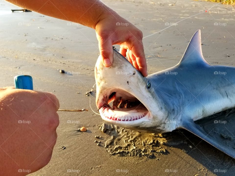 finetooth shark de hook