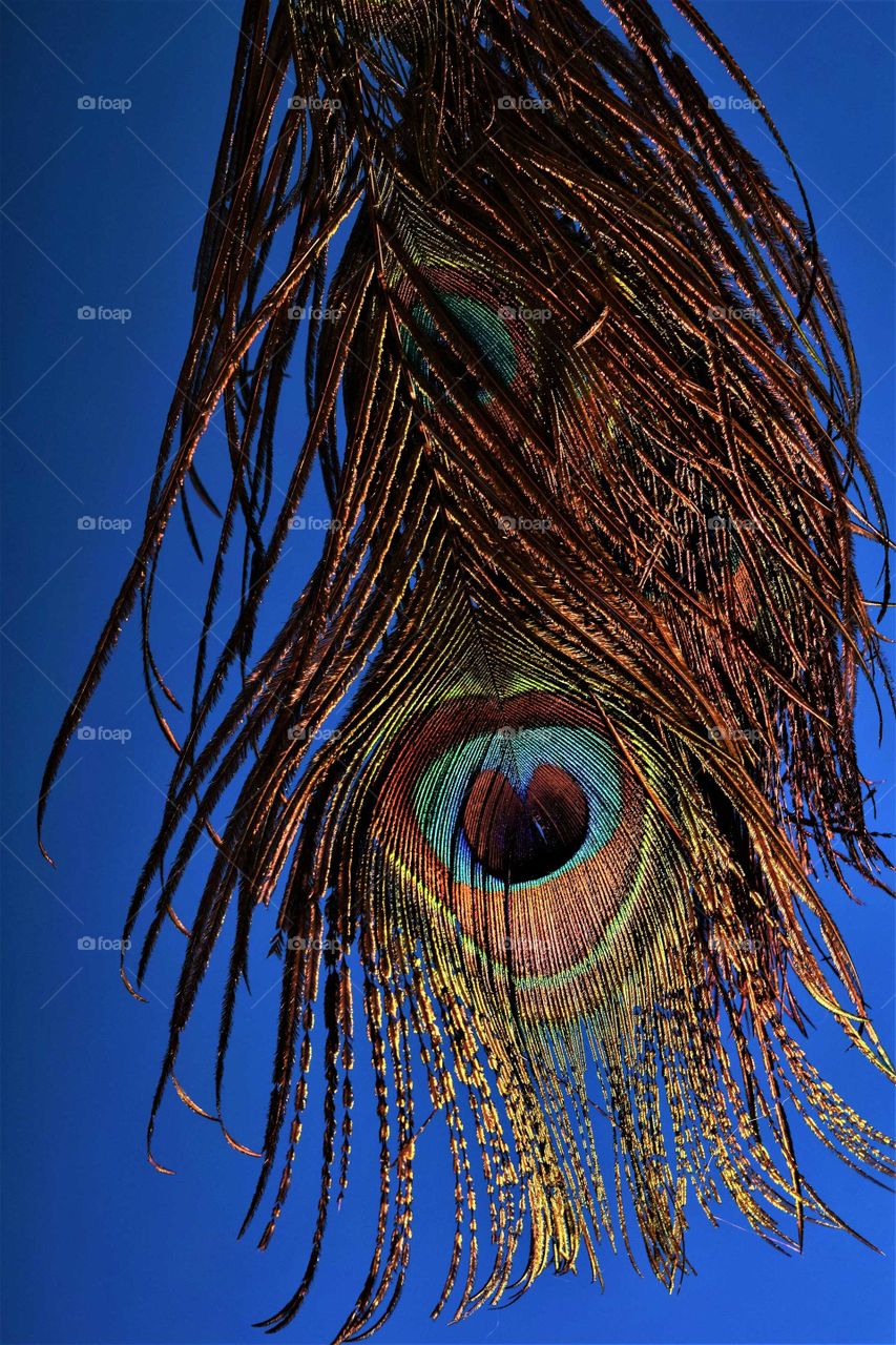 detail of a colorful male peacock tail feather