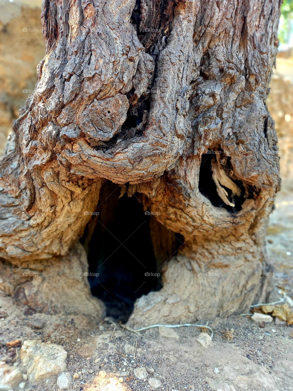 An old trunk