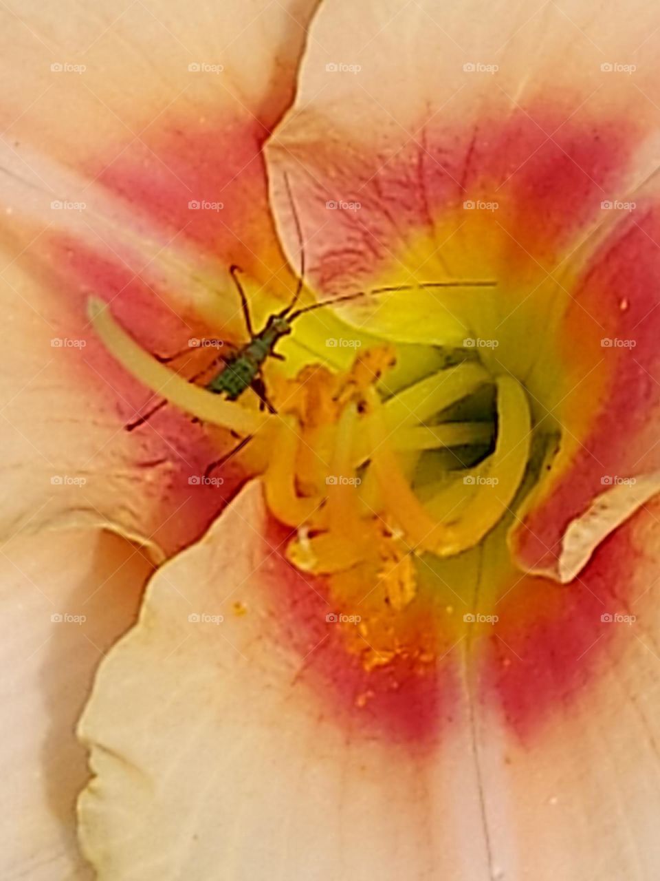 Close up of green bug on a peach colored day lily