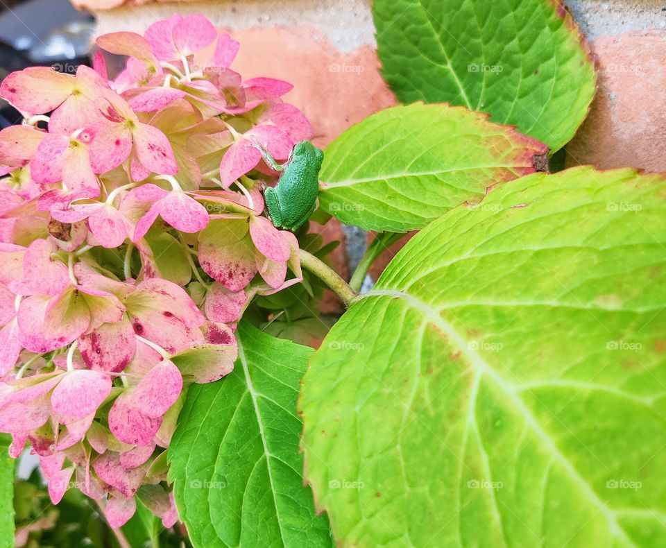 Tiny frog, big bloom