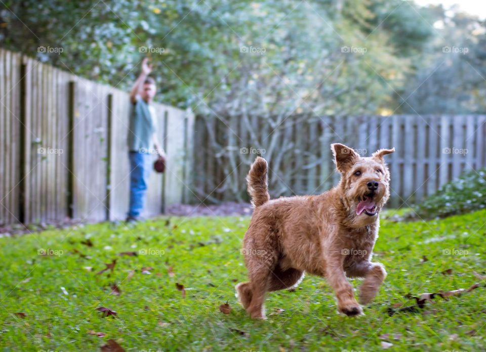 Dog running