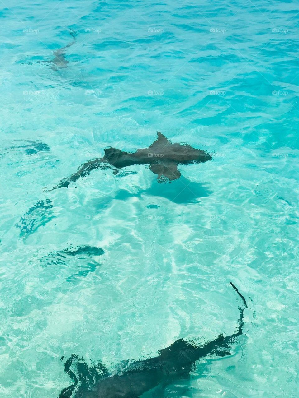 Sharks swimming in the beautiful turquoise waters of the Exuma islands.